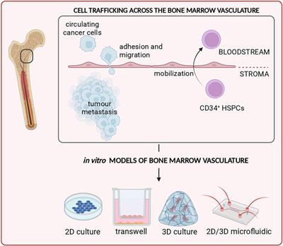 Bone marrow vasculature advanced in vitro models for cancer and cardiovascular research